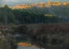 1-Housatonic-JaneRossman-Autumn_Swamp.jpg