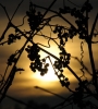 Filename=Berries_at_Sunset.jpg
Filesize=120KB
Dimensions=697x768
Date added=Jan 19, 2012 Berries_at_Sunset.jpg