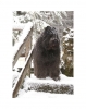Filename=Bouvier-des-Flanders.jpg
Filesize=239KB
Dimensions=480x601
Date added=Jan 17, 2012 Bouvier-des-Flanders.jpg