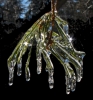 Filename=NB1_Housatonic_Rossman,_Jane_Ice_Covered_Pine.jpg
Filesize=126KB
Dimensions=720x768
Date added=Sep 24, 2011 NB1_Housatonic_Rossman,_Jane_Ice_Covered_Pine.jpg