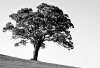 Filename=Oak_-Silhouette.jpg
Filesize=511KB
Dimensions=1024x701
Date added=Jan 19, 2012 Oak_-Silhouette.jpg